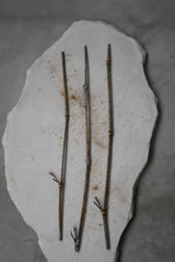 黒竹　茶通し　/  Kanako Yoshida