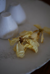 表現者の器たち____香の会　【春】４月２６日ご予約ページ